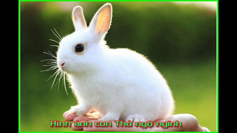Câu đố về con thỏ 